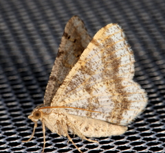 Digrammia ocellinata