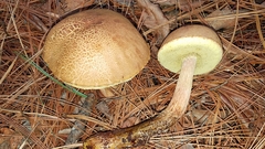Aureoboletus projectellus