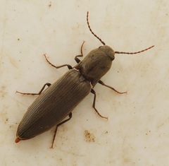 Agriotes pilosellus