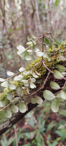 Saldinia coursiana