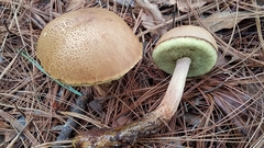 Aureoboletus projectellus