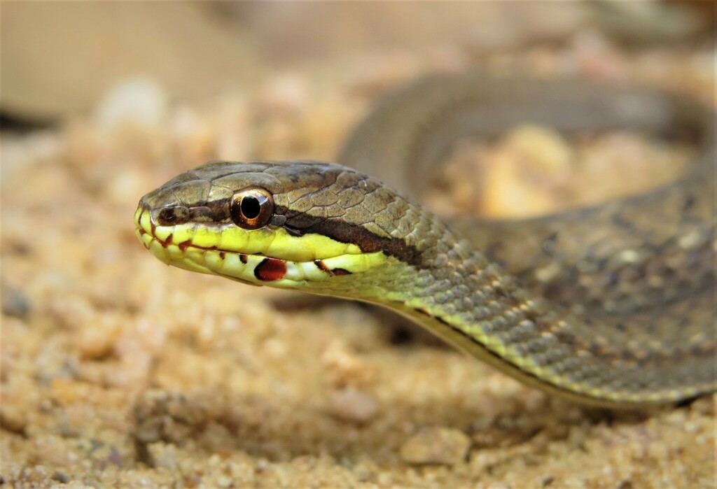 Prado's Coastal House Snake