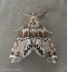 Petrophila confusalis