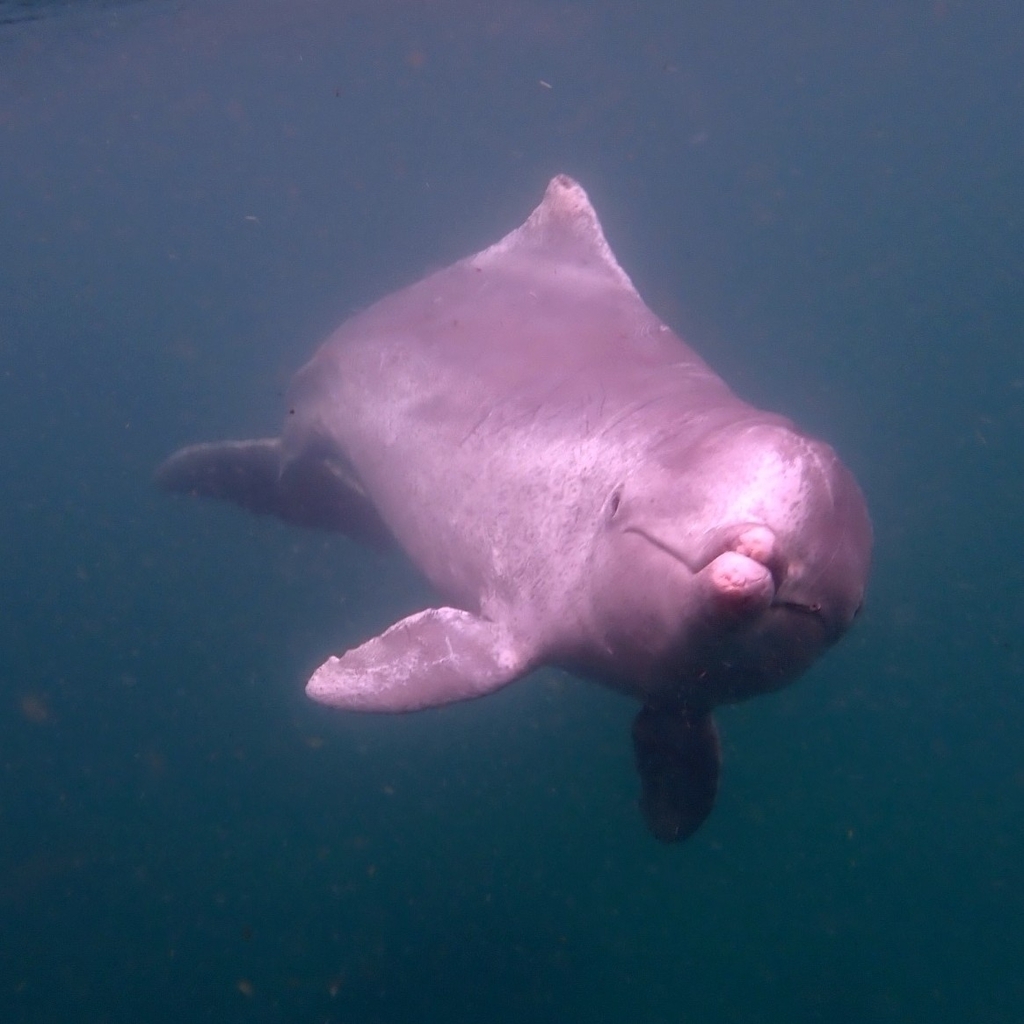 Australian Humpback Dolphin
