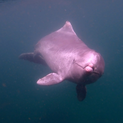 Sousa sahulensis Jefferson & Rosenbaum, 2014