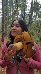 Boletus michoacanus