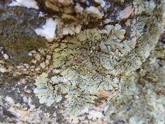 Xanthoparmelia maricopensis