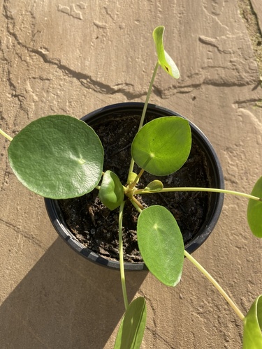 Chinese money plant
