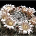 Mammillaria lloydii - Photo (c) kakteenklaus, some rights reserved (CC BY-NC-ND)