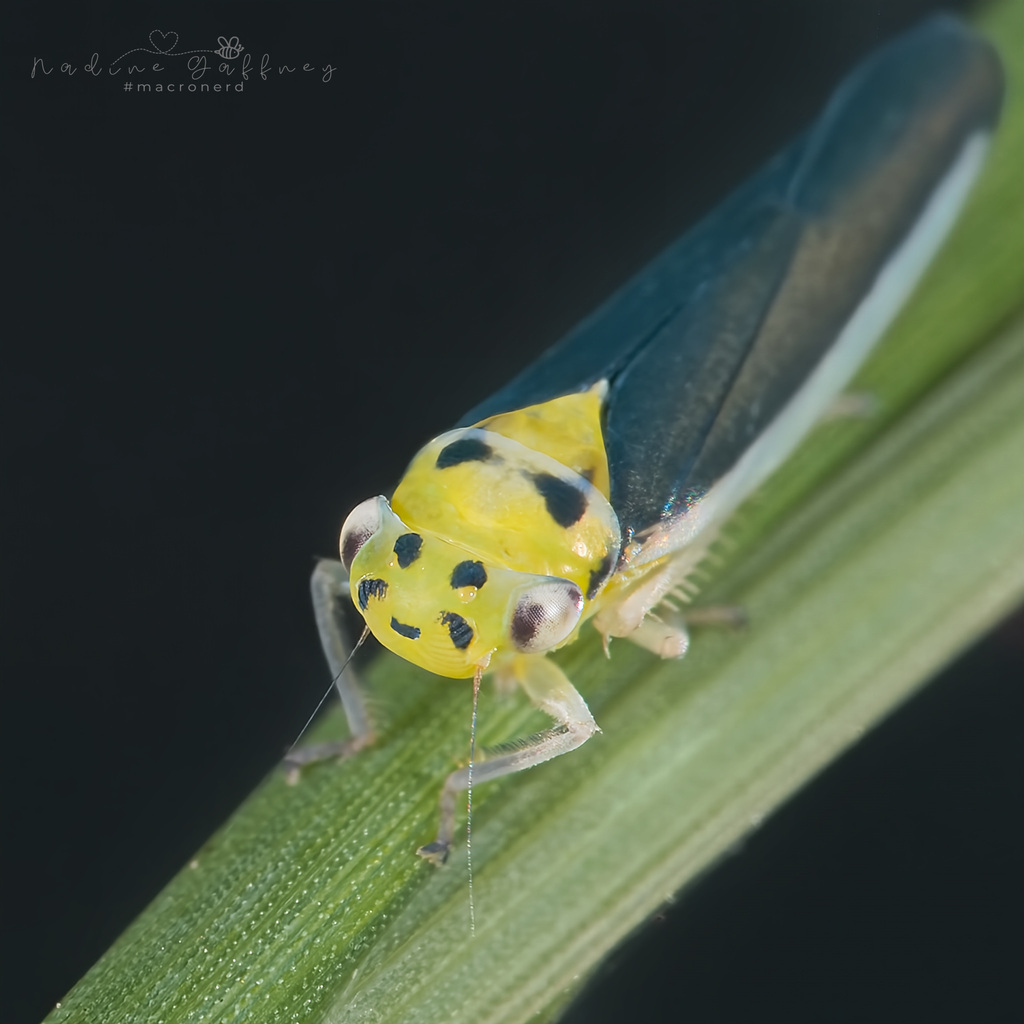 Ishidaella albomarginata