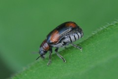 Smaragdina quadripartita