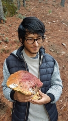 Boletus michoacanus