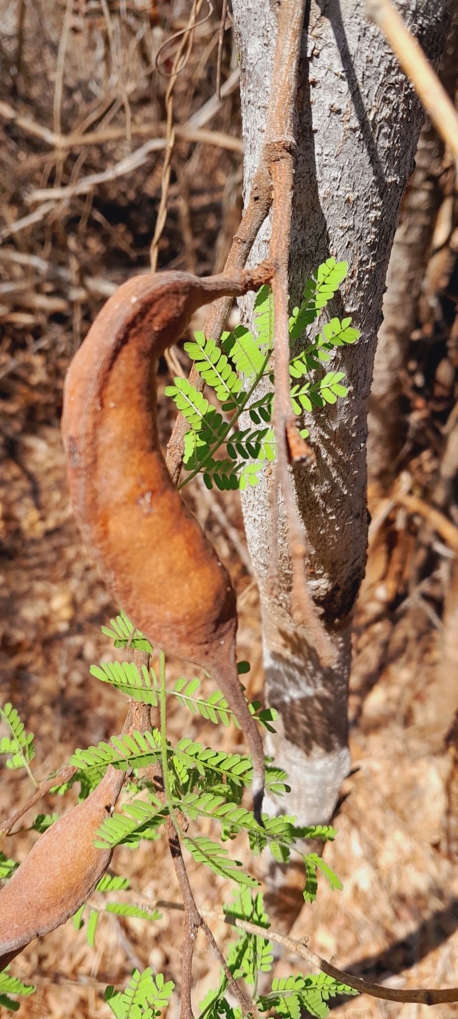 Imagem de Albizia masikororum