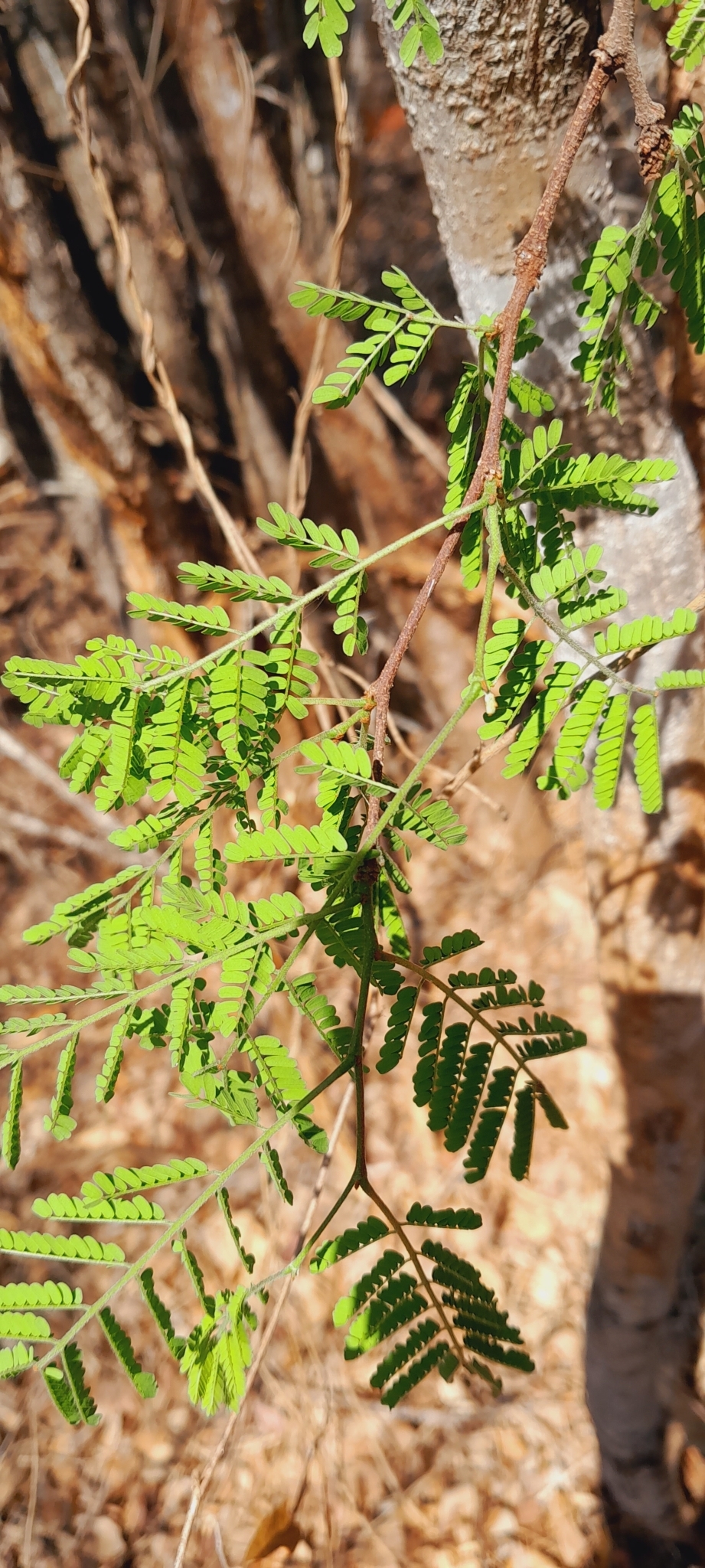 Imagem de Albizia masikororum