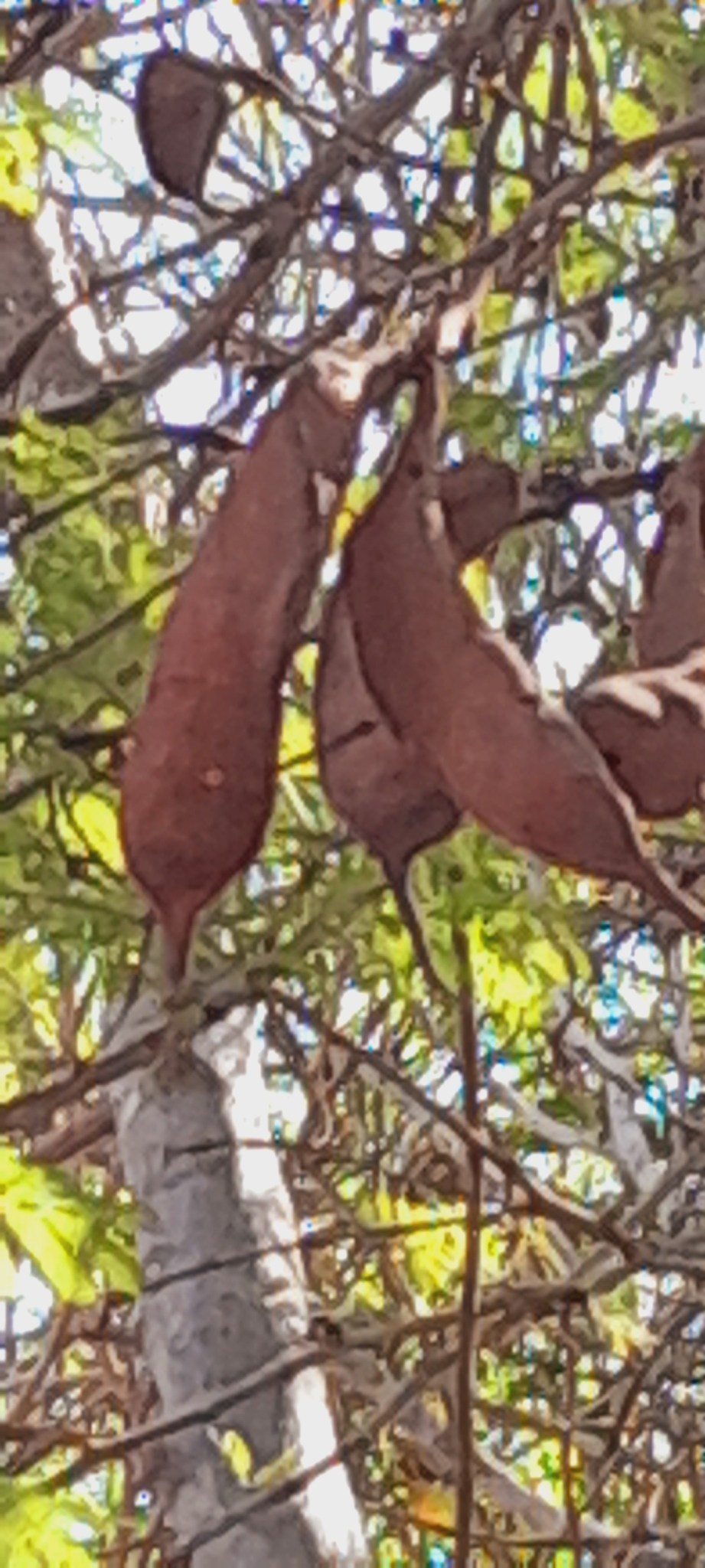 Imagem de Albizia masikororum