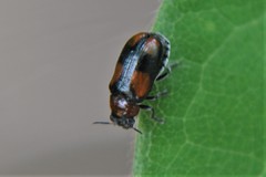 Smaragdina quadripartita
