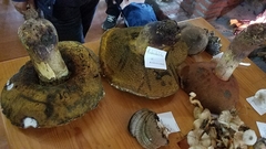 Boletus michoacanus
