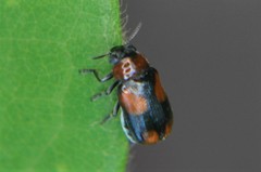 Smaragdina quadripartita