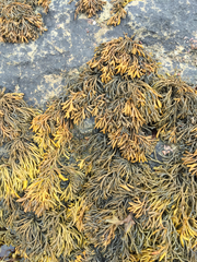 Pelvetia canaliculata