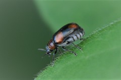 Smaragdina quadripartita