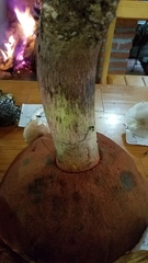 Boletus michoacanus