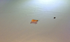 Acrolophus mortipennella