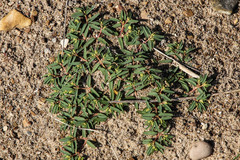 Euphorbia polygonifolia