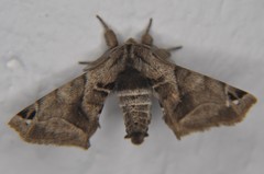 Apatelodidae