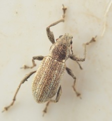 Polydrusus confluens