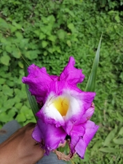 Sobralia macrantha