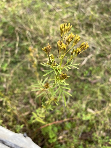 Tagetes minuta