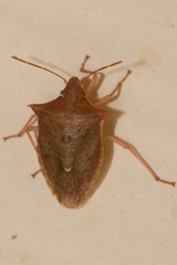 Euschistus ictericus