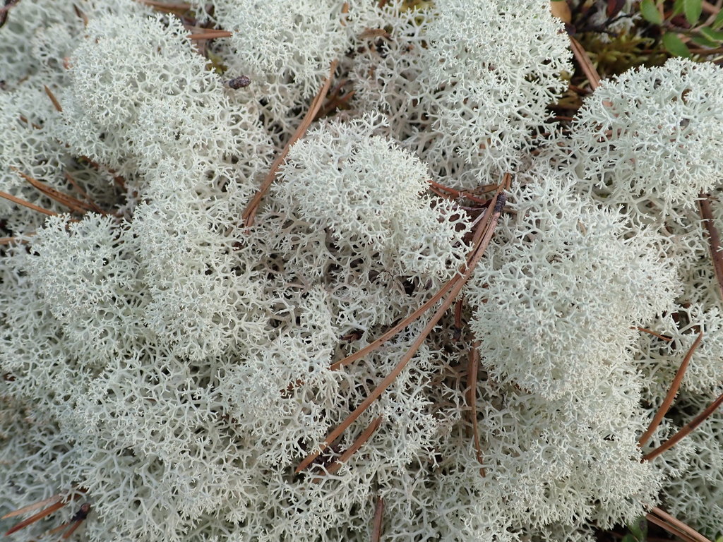 Star-tipped Reindeer Lichen from Yukon, YT, Canada on July 13, 2019 at ...