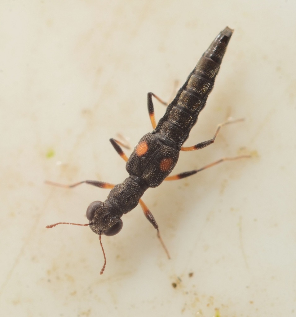 Stenus guttula