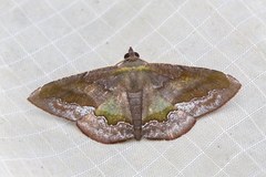 Hypochrosini