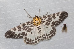 Pogonopygia nigralbata