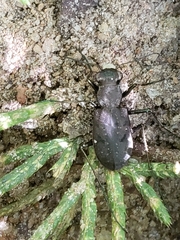 Apterodela unipunctata