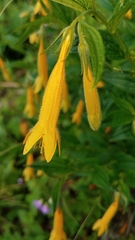 Lithospermum flavum