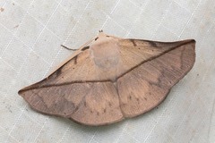 Heterospila nigripalpis