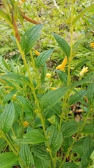 Lithospermum flavum
