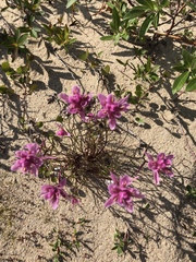 Castilleja raupii