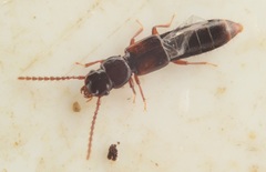 Siagonium quadricorne