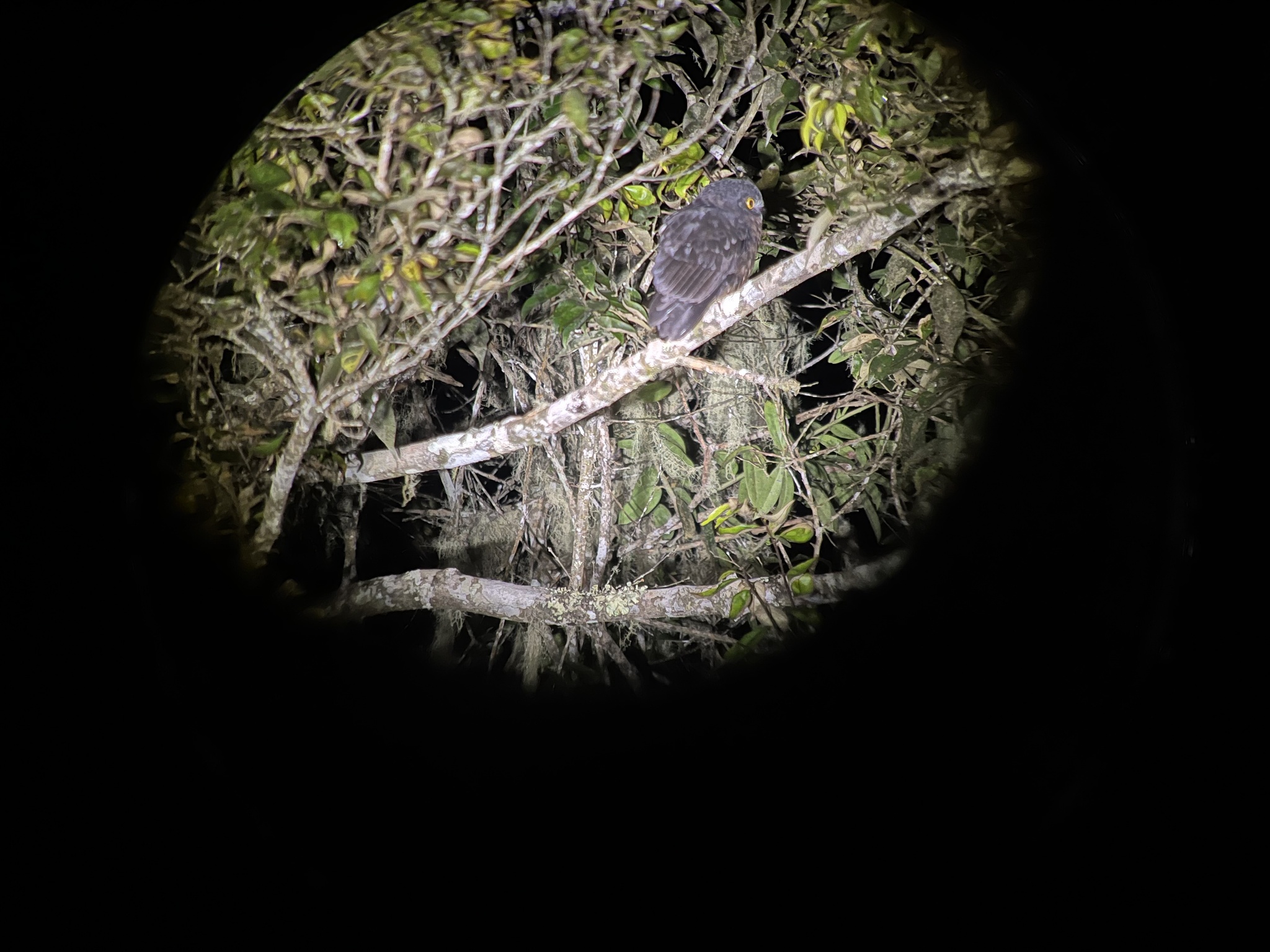 Papuan Boobook (Ninox theomacha), photo 1