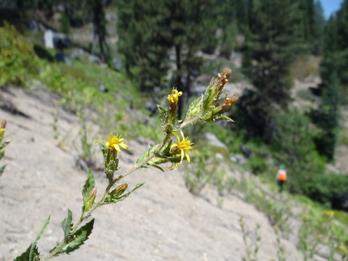 Whitney's bristleweed (Hazardia whitneyi)