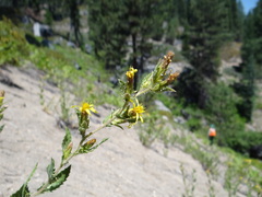 Hazardia whitneyi whitneyi