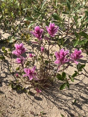 Castilleja raupii