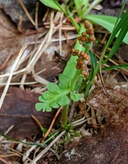 Botrychium spathulatum