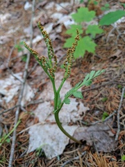 Botrychium michiganense