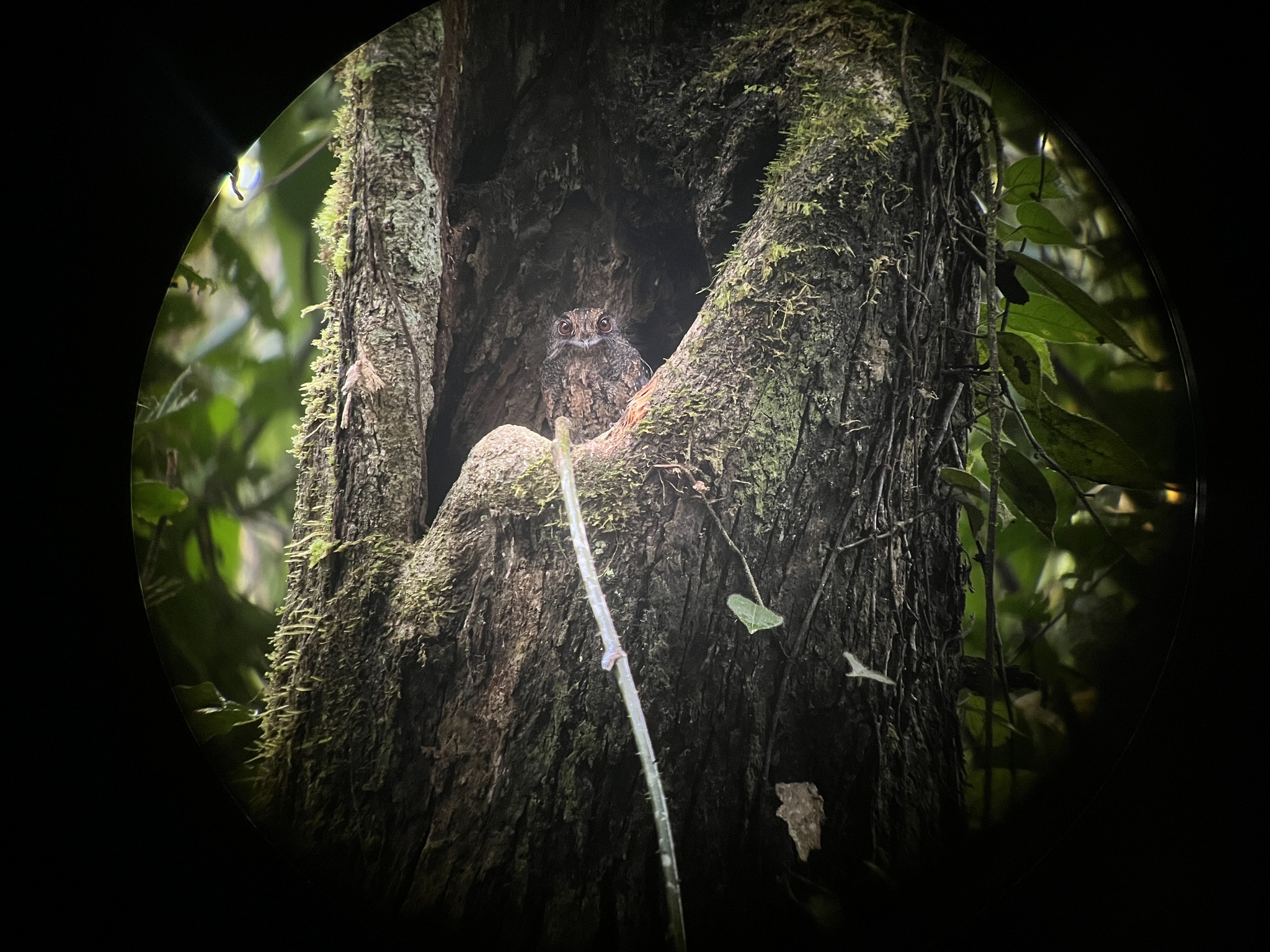 Wallace's Owlet-nightjar (Aegotheles wallacii), photo 1