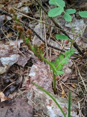 Botrychium matricariifolium